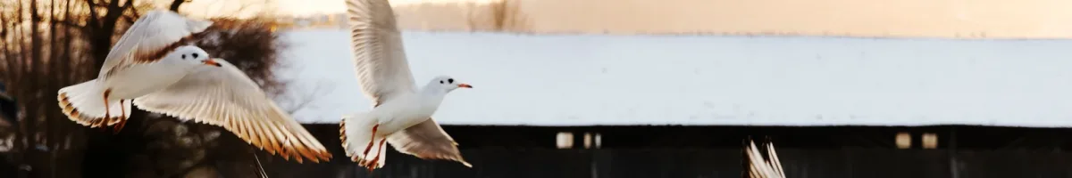 Unterwasserwelt: Die Magie des Ozeans