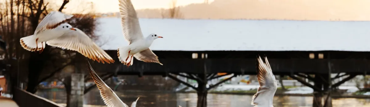 Unterwasserwelt: Die Magie des Ozeans